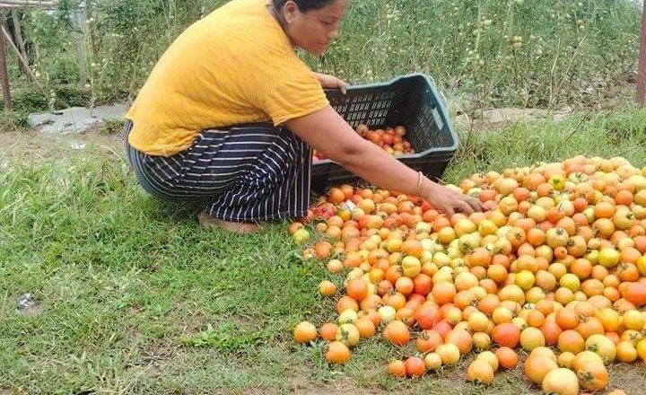 गोरखा पालुङटारकी उद्यमी महिला सँगिता थिङकाे सफलताकाे कथा, तरकारी खेतिबाट आत्मनिर्भर