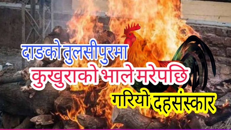 दाङको तुलसीपुरमा कुखुराको भाले मरेपछि दहसंस्कार