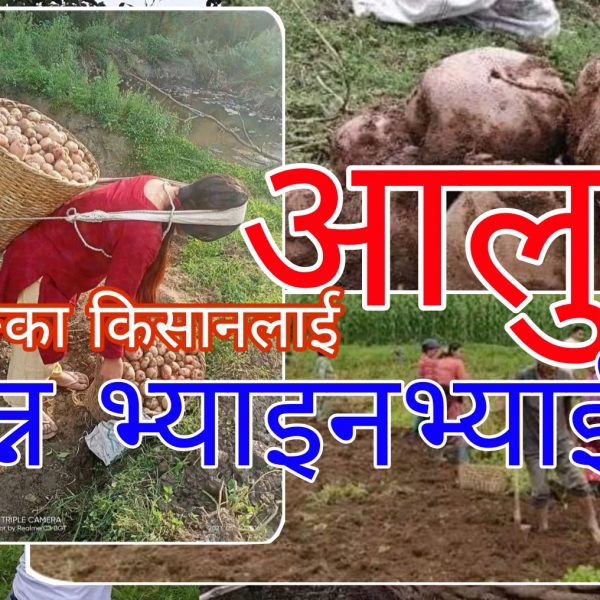 सैलुङका किसानलाई आलु खन्न भ्याइनभ्याई