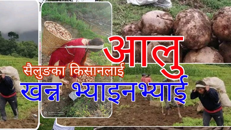 सैलुङका किसानलाई आलु खन्न भ्याइनभ्याई